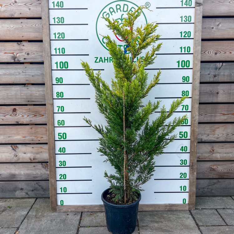 Cyprusovec leylandský (Cupressocyparis leylandii) ´GOLD RIDER´- výška 120-150 cm, kont. C12L